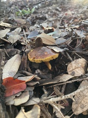 Xerocomus subtomentosus