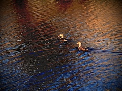 Anas platyrhynchos × fulvigula