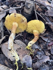 Xerocomus subtomentosus