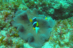 Stichodactyla haddoni