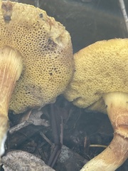 Xerocomus subtomentosus