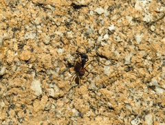 Camponotus cruentatus