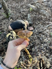 Xerocomus subtomentosus