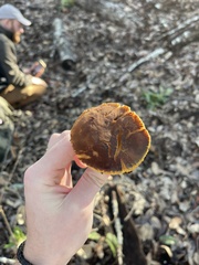 Xerocomus subtomentosus