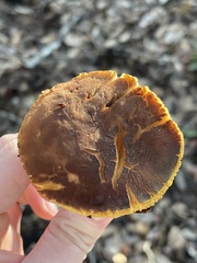 Xerocomus subtomentosus