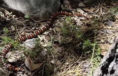 Lampropeltis knoblochi