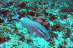 Parupeneus rubescens