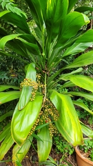 Cordyline manners-suttoniae