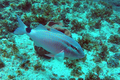 Parupeneus rubescens