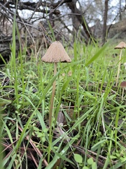 Parasola conopilea