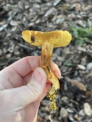 Xerocomus subtomentosus