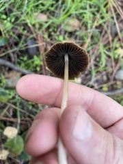 Parasola conopilea