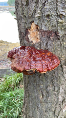 Ganoderma