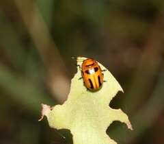 Calomela crassicornis