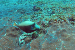 Sufflamen chrysopterum