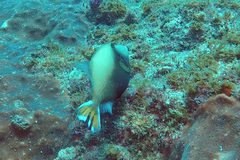Sufflamen chrysopterum