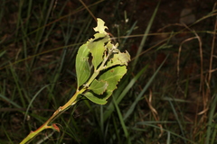 Acacia leiocalyx