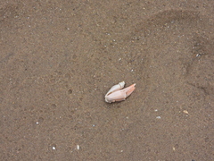 Liocarcinus holsatus