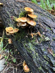 Flammulina velutipes