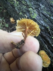 Flammulina velutipes