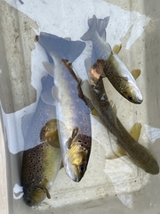 Salmo trutta fario