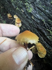 Flammulina velutipes