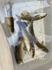 Salmo trutta fario