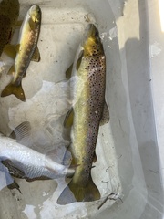 Salmo trutta fario