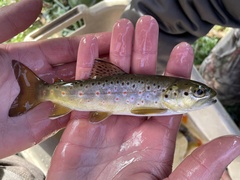 Salmo trutta fario
