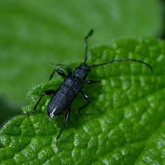 Ropalopus macropus