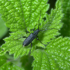 Ropalopus macropus