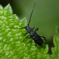 Ropalopus macropus