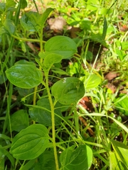 Hackelia latifolia