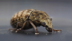 Trigonorhinus limbatus