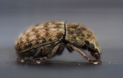Trigonorhinus limbatus