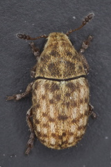 Trigonorhinus limbatus