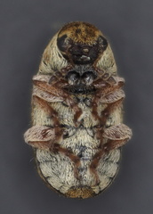 Trigonorhinus limbatus