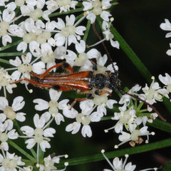 Stenopterus rufus