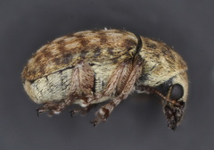 Trigonorhinus limbatus