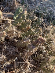 Grusonia aggeria