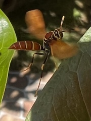 Polistes crinitus