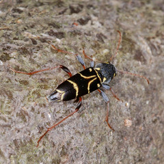 Xylotrechus antilope