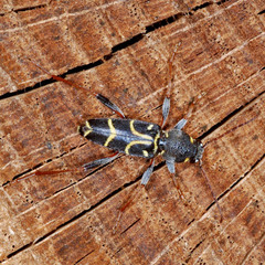 Xylotrechus antilope