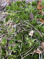Dichanthelium strigosum