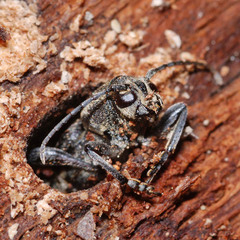 Xylotrechus rusticus