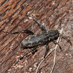 Xylotrechus rusticus