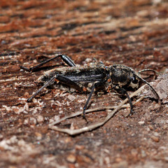 Xylotrechus rusticus
