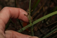 Fimbristylis dichotoma