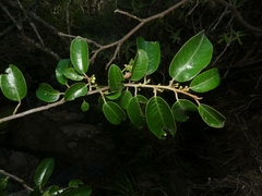 Sapotaceae