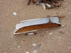 Ensis